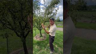 European Pears Ripen From The Inside [upl. by Narayan]