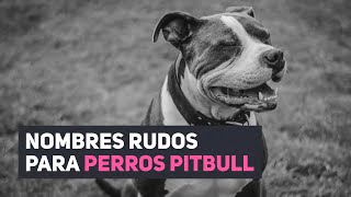 40 NOMBRES PARA PERROS PITBULL ✅ ¡NOMBRES RUDOS Y UNICOS [upl. by Christine]