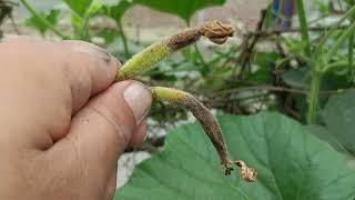 Basal Fruit Rot of Bottle Gourd different Causes and its Management [upl. by Dyoll]