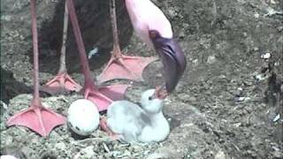 A short story of breeding lesser flamingos on the island Kamfers Dam [upl. by Jaella]