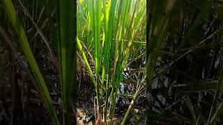 Anndata🌾kahati hai duniyafarming motivional reels kisan kheti viralvideo [upl. by Jariv]