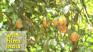 Nutmeg Myristica fragrans growing on the tree in Kerala [upl. by Ayahsey]