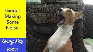 Basenji Singing [upl. by Mclain]