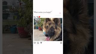 German shepherd 🥰shivamtst8254 GDILIVESgiselemirandaofc BHSHORTS795 Yuya [upl. by Ennaitsirk]