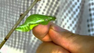 Ticklish Pupa of Spangle Butterfly クロアゲハ♀蛹の蠕動と鳴き声 [upl. by Ainotahs]