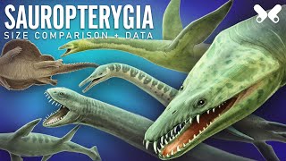 PLESIOSAURS and other Sauropterygians size comparison and data [upl. by Yarised317]