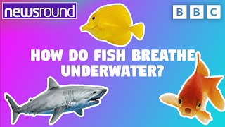 How do Fish Breathe Underwater 🐠  Big Questions  Newsround [upl. by Lyrem630]