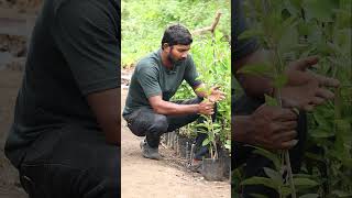 Thaiwan Lemon Plants  Lemon Plants In Telugu  Nimboo Plants  Kadiyam Abbai  Shorts  266 [upl. by Hillary]