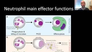 Neutrophils in Inflammation and Autoimmunity [upl. by Annahoj]