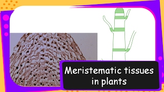 Science – Meristematic tissues in plants – Tissues Part 2 – English [upl. by Seaddon171]