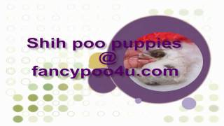 Shihpoo puppies for sale at wwwfancypoo4ucom [upl. by Ayian]