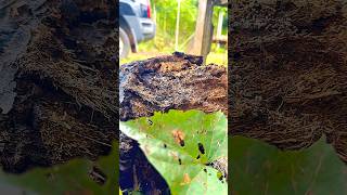 TERMITE JUGGLING DEBRIS😮 [upl. by Anierdna580]