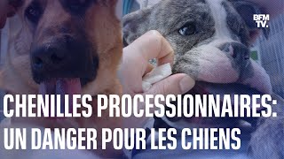 Chenilles processionnairesquotl se peut que l’animal perde un bout de langue » [upl. by Dyraj]