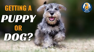 What to Know Before Getting a Puppy or Dog 10 [upl. by Alyce]