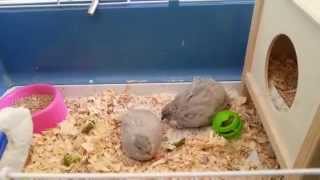 Adorable Button Quail DustBathing [upl. by Danforth650]