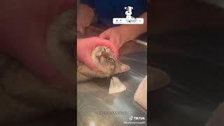 Botfly Removal From Kittens Nose shortsfeed youtubeshort [upl. by Notserc]