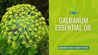 Galbanum Essential Oil  Uses and Benefits [upl. by Magda]