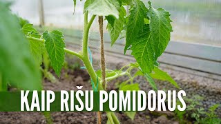 Kaip rišti pomidorus  paprastas būdas ir be atliekų [upl. by Ayrotal]