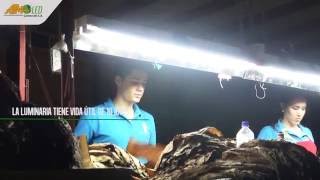 Tabacos de Costa Rica ya tiene nuestro sistema de iluminación LED [upl. by Berck]