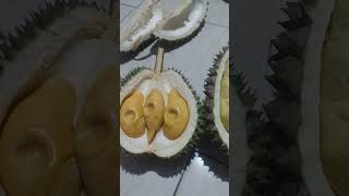 Durian Duri hitam vs Bawor awal musim [upl. by Maillij850]