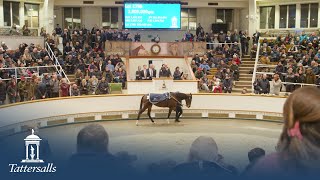 Tattersalls December Mares Sale 2023 Day 3 and Sale Review [upl. by Aihtnyc37]