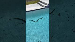 Massive SNAKE in Florida Pool scary snake [upl. by Mariam]