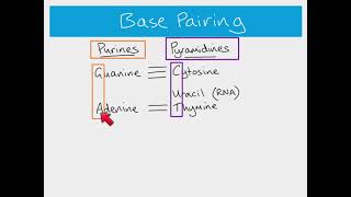 AS Biology  Nucleic acids The structure of DNA and RNA [upl. by Wrand]