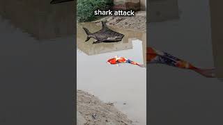 shark attack 2024  scary shark attack  shark attacks  ytshorts fypシ゚viral youtube  July 2024 [upl. by Crystie]