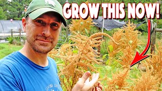 How To Grow Amaranth From Seed To Harvest You MUST Grow This [upl. by Brunelle670]