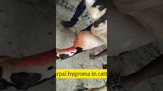 carpal hygroma in buffaloe Dr Brajesh Kumar shorts viralshort [upl. by Nevin]