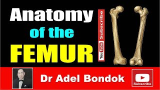 Anatomy of the Femur Osteology Dr Adel Bondok Making Anatomy Simple [upl. by Nadine385]