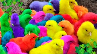 Menangkap ayam lucu ayam warna warni ayam rainbow bebek angsa ikan hias ikan cupang Kelinci [upl. by Anelet537]