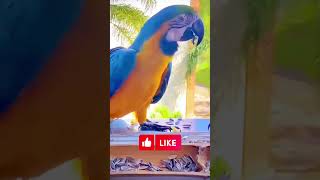 Macaw parrot beautiful [upl. by Ettesel983]