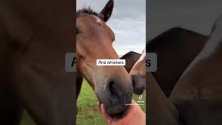 Watch your back 😂 foal foals horse equestrian cutefarmanimals funny naughty babyhorse [upl. by Harsho]