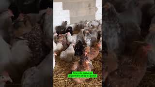 Les poules sont désormais disponibles merci de prendre rendezvous au 07 86 41 42 46 [upl. by Russo728]