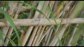 ☠️ Cómo se reproduce la caña común Arundo donax [upl. by Jarrod]