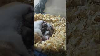 Yavrularını emziren anne hamster 🐹 Hamster yavruları pets hamsters hayvanlar [upl. by Attwood]