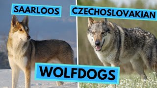 Saarloos Wolfdog vs Czechoslovakian Wolfdog  Dog Breed Comparison [upl. by Gervais]