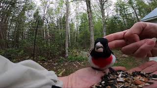 RoseBreasted Grosbeak Fellowship [upl. by Arnon625]