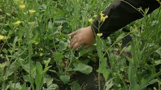 Growing Canola in Canada [upl. by Adnylem366]