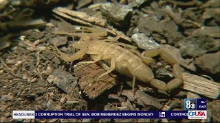 Scorpions invade southwest Las Vegas valley neighborhoods residents say [upl. by Aramak]