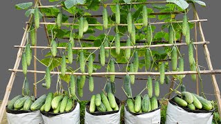 Growing Cucumbers Easily Tips for HighYield MultiFruited Cucumbers at Home [upl. by Noled570]