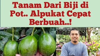 Cara Menanam Alpukat di Pot Dari Biji Agar Cepat Berbuah Panduan Lengkap [upl. by Ole]