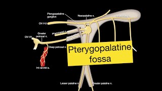 Pterygopalatine fossa [upl. by Morly]