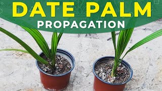 GROWING DATE PALM FROM SEEDS  PROPAGATION CARE FOR SEEDLINGS [upl. by Daren581]