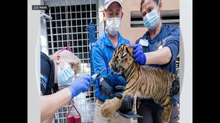 Zoo Miami releases photos of Sumatran tiger cub [upl. by Seabrooke811]