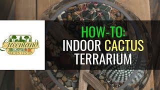 How To Cactus Terrarium Low Maintenance [upl. by Ycat]