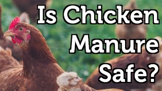 Is Chicken Manure Safe to use in the Garden [upl. by Alena738]