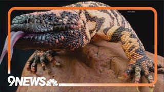 Gila monster latched onto owners hand animal control report says [upl. by Lemkul]