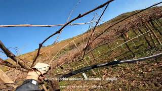 Soave  potatura pergola veronese varietà Garganega [upl. by Dorcus929]